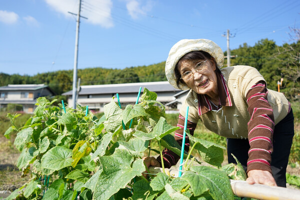 ◇ 이미 고령화사회에 접어든 일본에선 많은 노인들이 스스로 일을 찾아 하고 있다. 사진은 자신 텃밭에서 유기농 채소를 가꾸는 일본 할머니. 